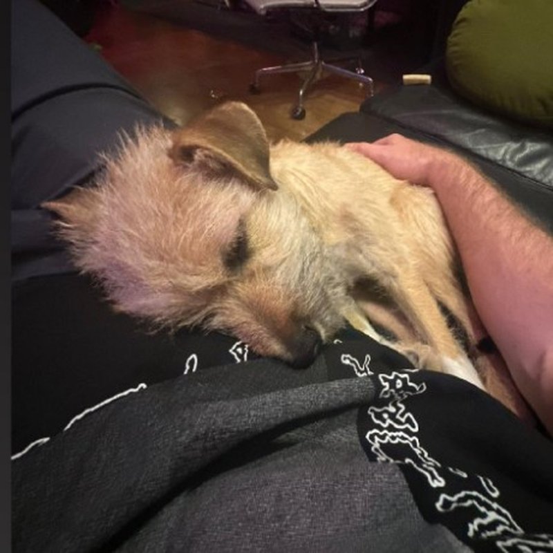 HAPPY PAWS DOG TRAINING LA Updated September 2024 278 Photos & 83