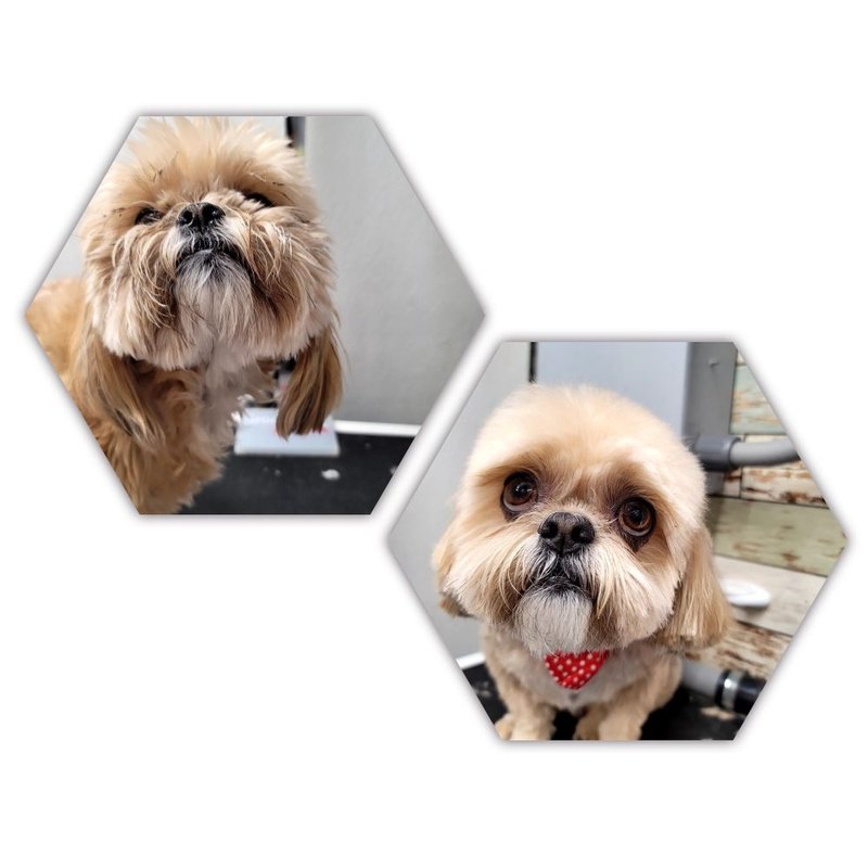 GROOMER ON THE GO Updated September 2024 100 Photos & 87 Reviews