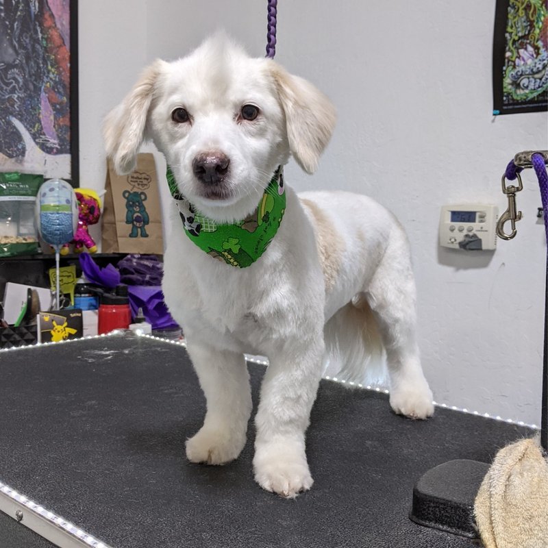 ELK GROVE MOBILE DOG GROOMING Request an Appointment Elk Grove