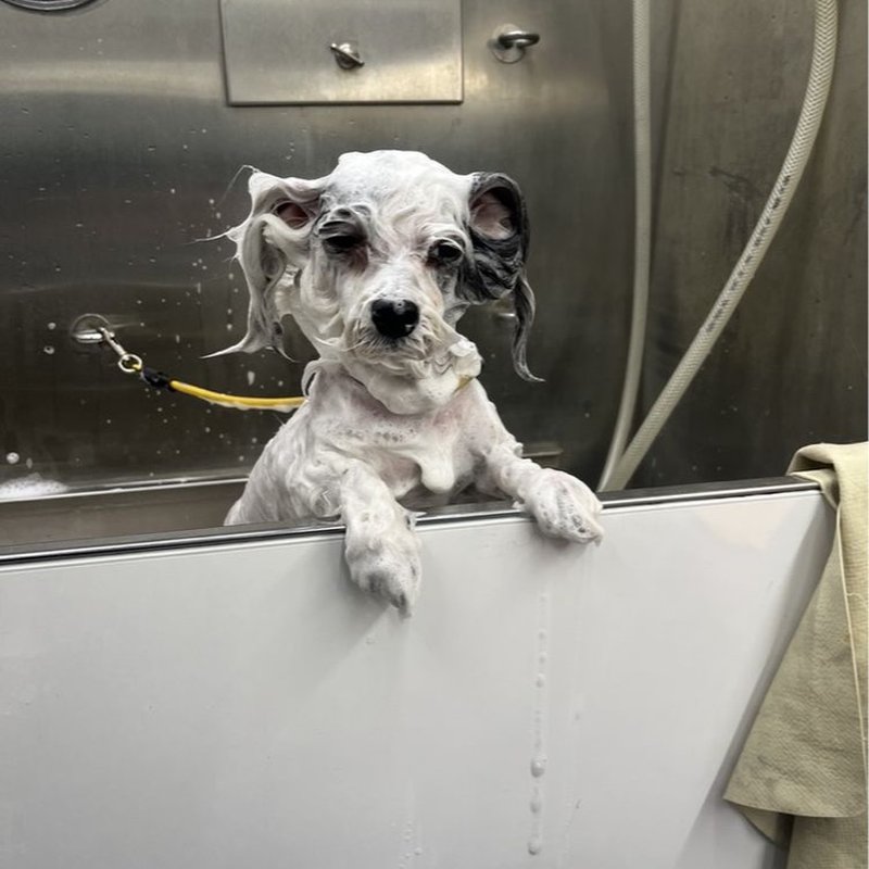 MR GROOMER MOBILE Updated September 2024 39 Photos & 56 Reviews