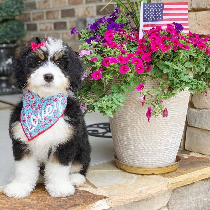 CHARLOTTE DOG CLUB Updated August 2024 26 Photos 1800 Amity Hill