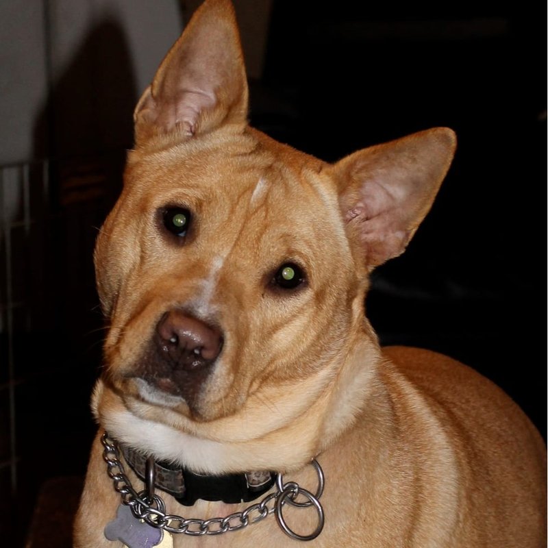 PINK DOG ESTATE SALES 38 Photos & 21 Reviews Oakland, New Jersey