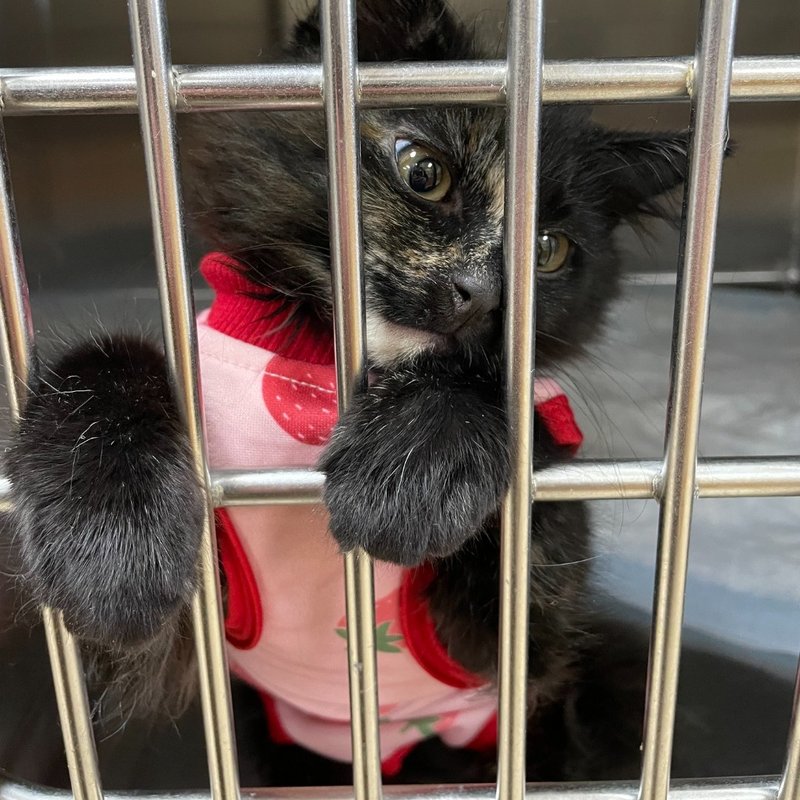 ARIZONA SPAY AND NEUTER MESA Updated October 2024 9911 E Baseline