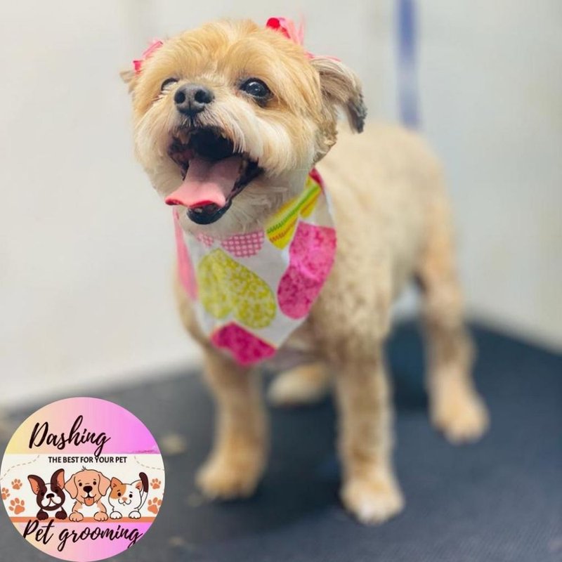 DASHING PET GROOMING Updated July 2024 84 Photos & 32 Reviews