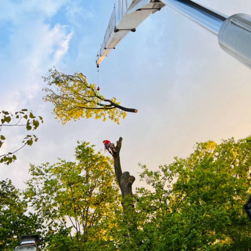 AXCOBAR TREE EXPERTS Updated September 2024 161 Photos & 36 Reviews