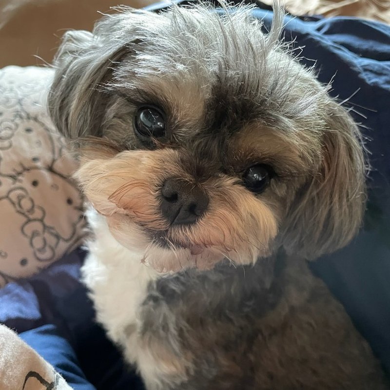 HAPPY PAWS DOG TRAINING LA Updated September 2024 278 Photos & 83