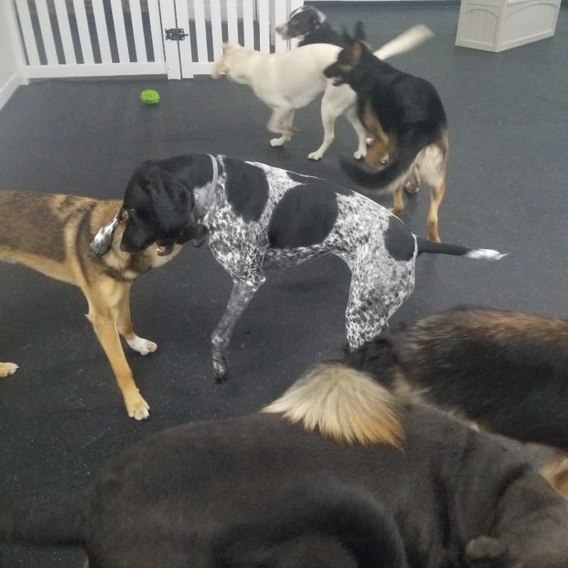 ALL ACCESS DOGGY DAYCARE AND MORE Updated August 2024 76 Photos