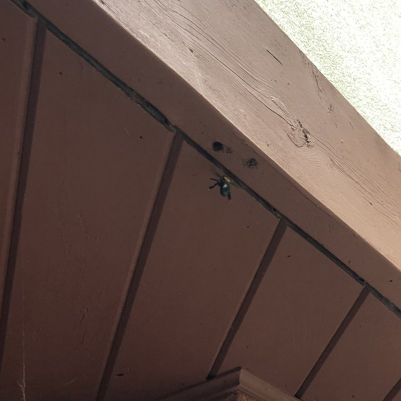 BEST PEST CONTROL Updated September 2024 106 Photos & 16 Reviews