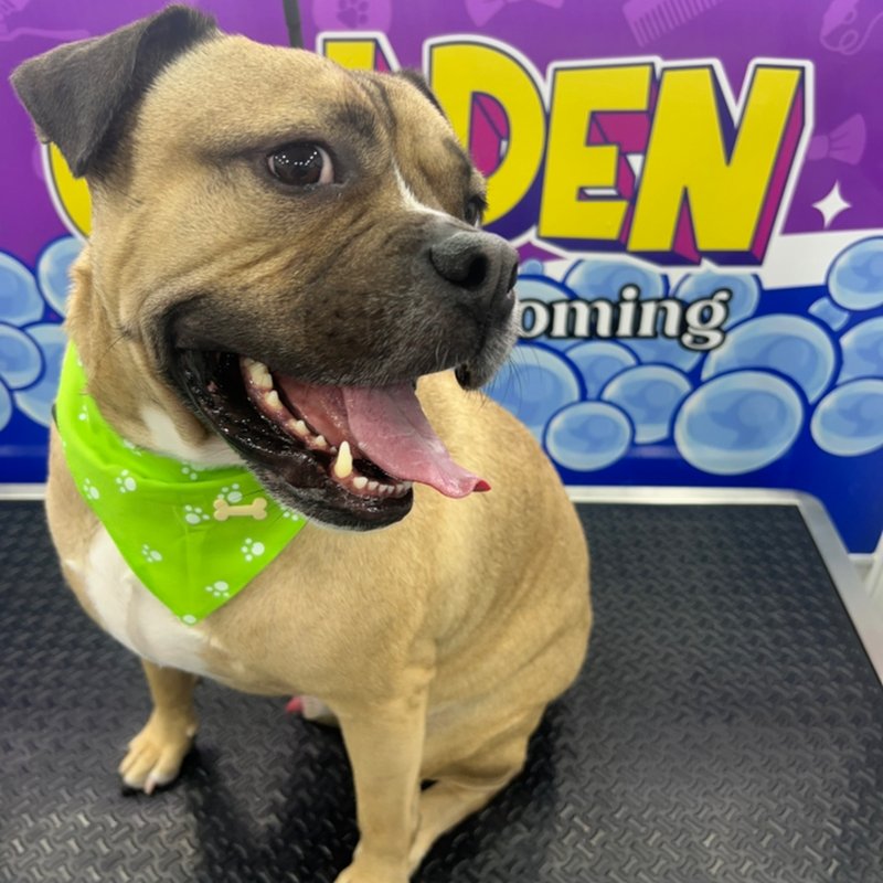 GOLDEN MOBILE GROOMING Updated August 2024 90 Photos & 17 Reviews