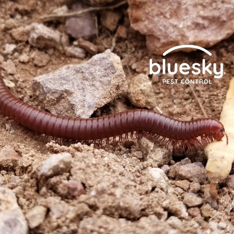 BLUE SKY PEST CONTROL Updated June 2024 43 Photos & 80 Reviews