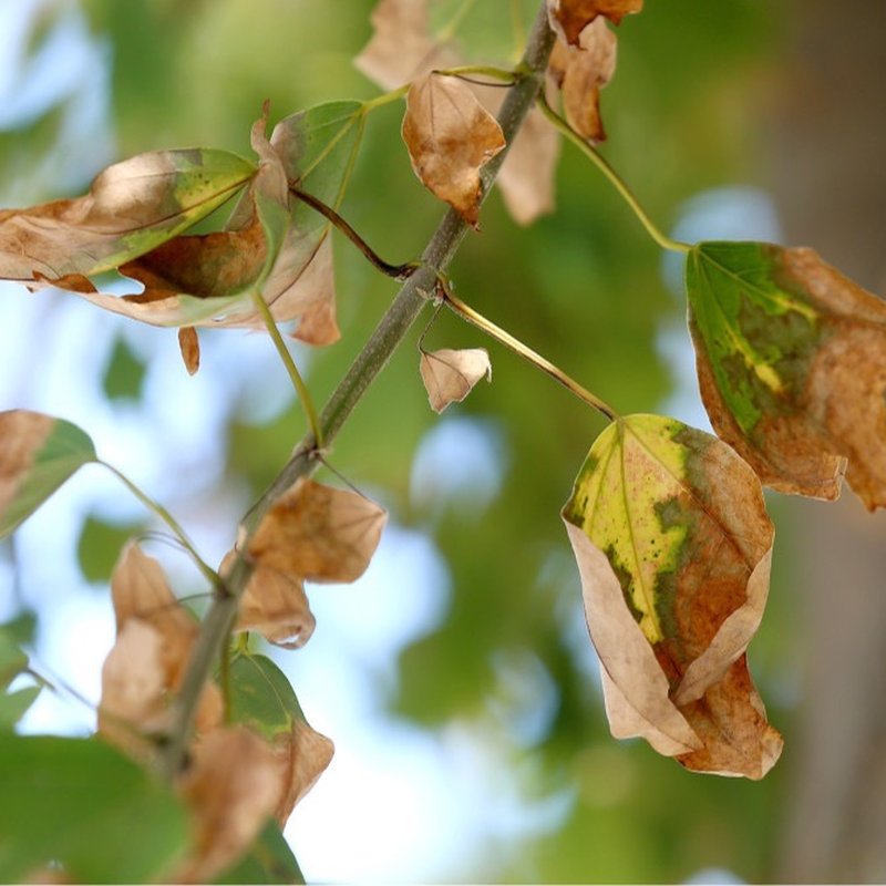 HOUSTON TREE SURGEONS Updated September 2024 30 Photos & 39 Reviews