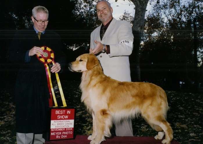 golden meadows retrievers