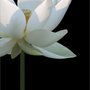 Photo of Pema K.