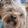 Photo of Wagging H.