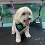 Photo of Aussie Pet O.