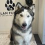 Photo of Glam Fur S.