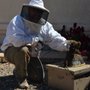 Photo of Bee B.