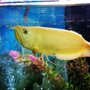 Photo of Wow Fish A.