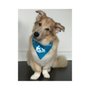 Photo of SitStayRead I.