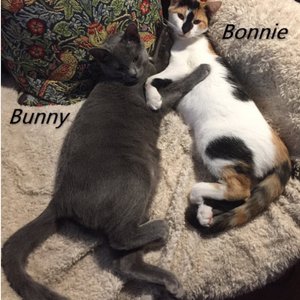 Cat and Kitten Adoption Fair Adoption Fair this Sunday, January 5th, at Pet Club in San Mateo! 12-3 PM