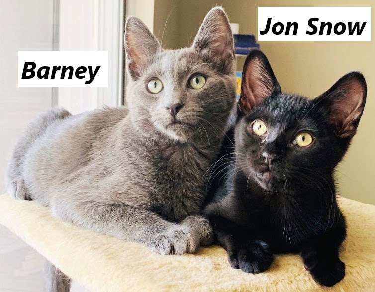Cat And Kitten Adoption Fair Adoption Fair This Sunday October