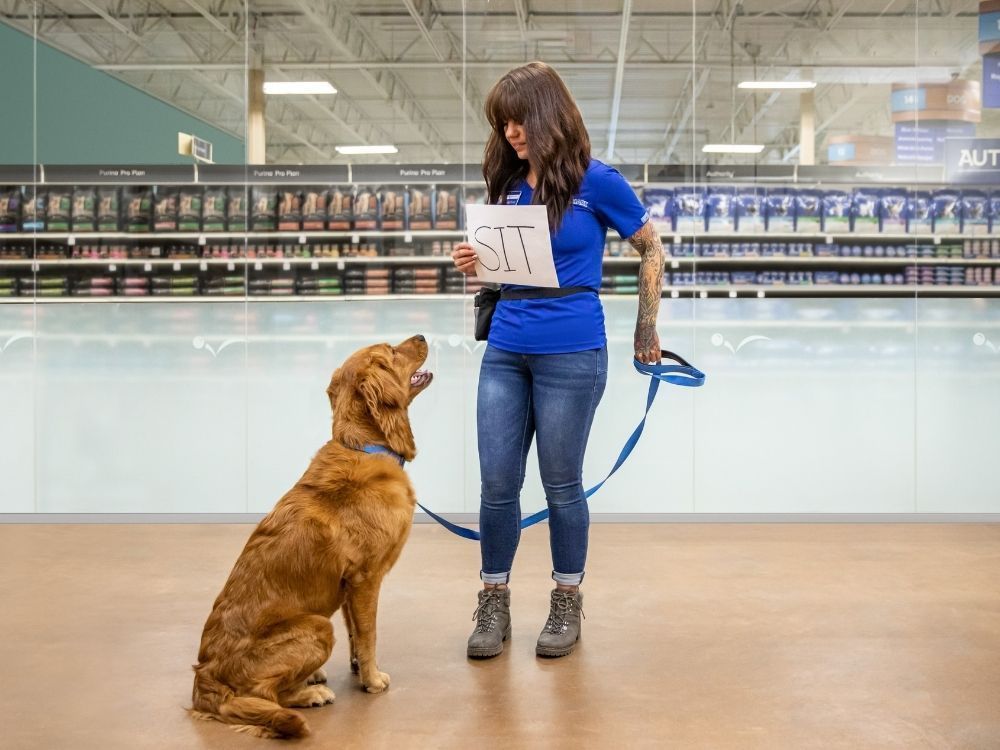 petsmart perimeter collar