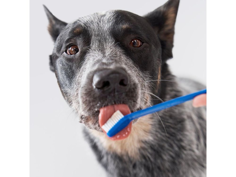 petsmart bella dog food