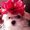 Photo of Ponky D.