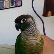 google avatar