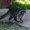 Photo of Animal R.