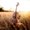 Photo of Cameron c.