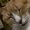Photo of Beezer C.