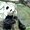 Photo of TumTummyPanda P.