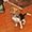 Photo of Gypsy R.