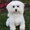 Photo of Pet Match Rescue M.