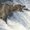 Photo of Hungry-Bear A.