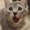 Photo of Luna H.