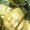 Photo of Anji R.
