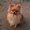 Photo of Chubacca B.