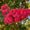 Photo of Cindy K.