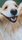 Photo of Dog M.