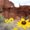 Photo of Cactus S.