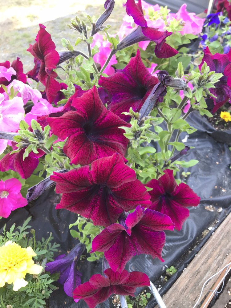 Yelp user Yolanda B.