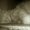 Photo of L F.