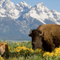 Buffalo M.
