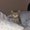 Photo of Mur B.