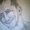 Photo of Yankel P.