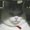 Photo of Hongtian R.