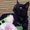 Photo of BlackCat J.
