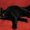 Photo of Carol N.